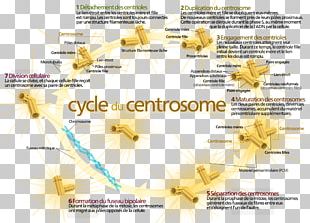 Centrosome Cycle Centriole Cell Mitosis PNG