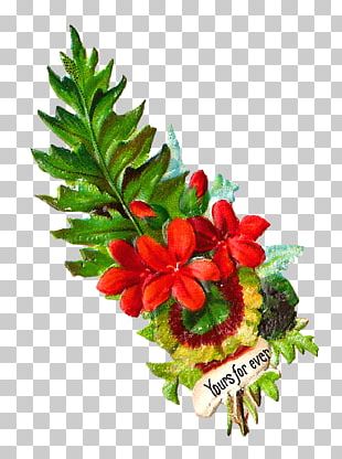 Flower Gynoecium Floral Diagram Wikipedia PNG, Clipart, Black