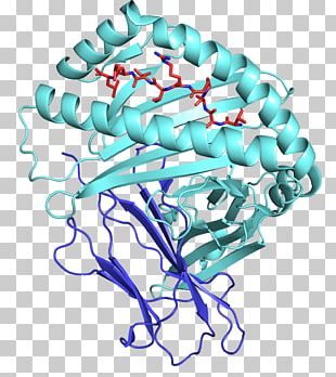 Human Leukocyte Antigen Major Histocompatibility Complex MHC Class II ...