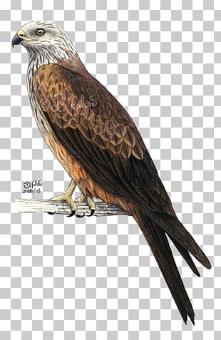 red kite clipart images