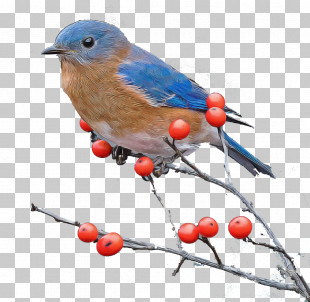Bird Eastern Bluebird Bluebird Mountain Bluebird Beak PNG