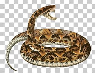 Boa Constrictor Snake Reptile Vipers PNG, Clipart, Animal Figure ...