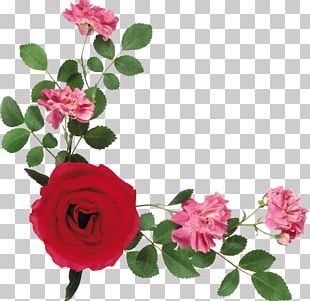 Rose Portable Network Graphics Flower PNG, Clipart, Blue Rose, China ...