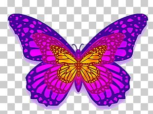 Butterfly Purple PNG, Clipart, Butterflies, Butterfly, Color, Drawing ...