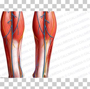 Thigh Knee Muscle Nerve Crus PNG, Clipart, Abdomen, Anatomy, Arm, Blood ...