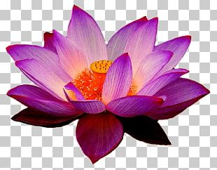 Sacred Lotus Stencil Drawing Flower PNG, Clipart, Aquatic Plants, Art ...