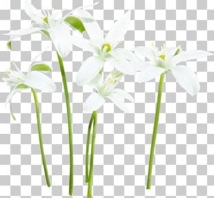 Small White Flowers Png Images Small White Flowers Clipart Free Download