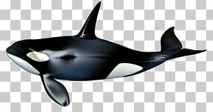 The Killer Whale Cetacea PNG, Clipart, Animal, Animals, Beak, Beluga ...