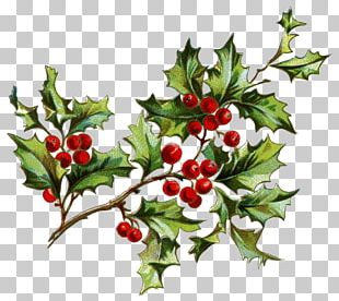 Common Holly Christmas Berry PNG, Clipart, Aquifoliaceae, Aquifoliales ...