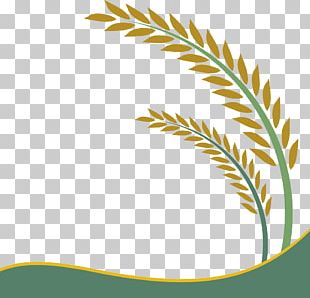 Oryza Sativa Rice Google S PNG, Clipart, Aquarium Decor, Brown Rice ...