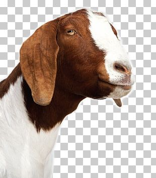 Goat Cheese Sheep Baby Goats Alpaca PNG
