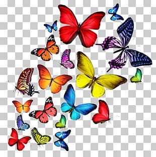 Butterfly Stock Illustration Color PNG, Clipart, Background, Bright ...