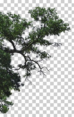 Profine Building Group Pty Ltd Tree Branch PNG