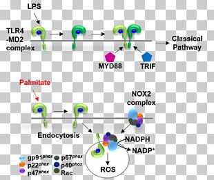 TLR4 Toll-like Receptor MYD88 TRIF PNG