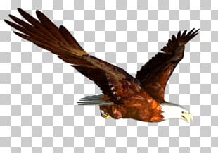 Bald Eagle Flight Bird PNG, Clipart, Accipitriformes, Animals, Bald ...