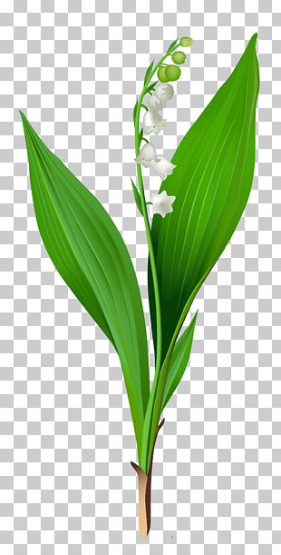 Lily Of The Valley Arum-lily Flower PNG