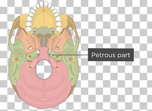 Medial Pterygoid Muscle Lateral Pterygoid Muscle Pterygoid Processes Of ...