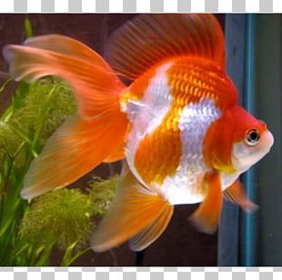 Siamese Fighting Fish Veiltail Tropical Fish Aquarium PNG, Clipart ...