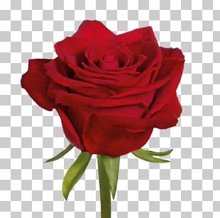 Garden Roses Centifolia Roses Floribunda Cut Flowers PNG