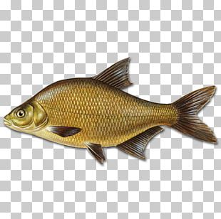 Fish Bream Png, Clipart, Animals, Animal Source Foods, Bream, Crimson 