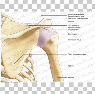 Thumb Dermatome Myotome Anatomy Sacral Spinal Nerve 1 PNG, Clipart ...