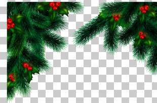 Pine Christmas Tree PNG, Clipart, Arecaceae, Branch, Christmas ...