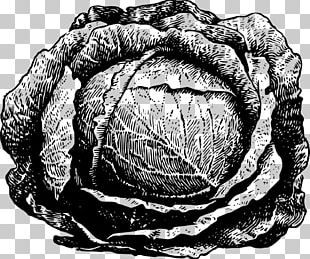 Vegetable Savoy Cabbage Chinese Cabbage Red Cabbage PNG