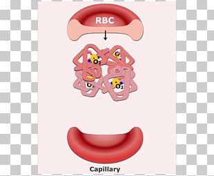 Red Blood Cell Carbon Dioxide Hemoglobin PNG