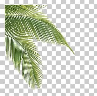 Asian Palmyra Palm Coconut Palm Trees Babassu Stock Photography PNG ...