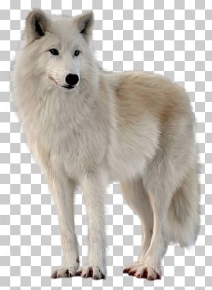 Alaskan Tundra Wolf Dog Arctic Wolf Red Deer Pack PNG, Clipart, Alaskan ...