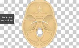 Hypoglossal Canal Occipital Bone Base Of Skull Foramen Magnum PNG ...