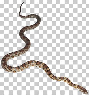 Snake Animation PNG, Clipart, Animals, Animation, Clip Art, Cobra ...