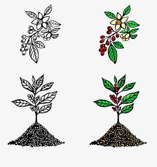 coffee tree png images coffee tree clipart free download coffee tree png images coffee tree