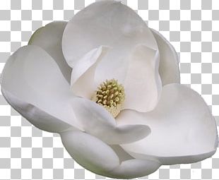 Southern Magnolia Tree Plant PNG, Clipart, Branch, Drawing, Leaf ...