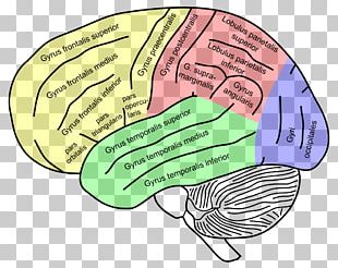 Inferior Frontal Gyrus Superior Frontal Gyrus Frontal Lobe Middle ...