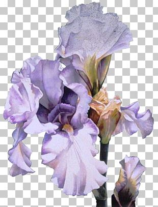 Irises Cut Flowers PNG, Clipart, Bud, Cari, Cattleya, Common Poppy, Cut ...