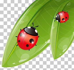 ladybird clipart no spots car