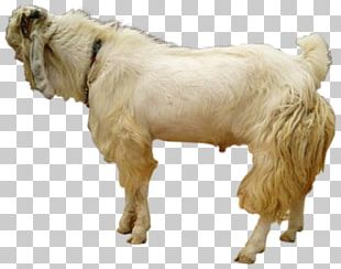 Jamnapari Goat Boer Goat Sheep Goat Farming Beef Cattle PNG