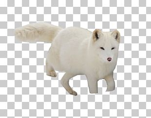 Arctic Fox Red Fox Png, Clipart, Animals, Arctic Fox, Art, Carnivoran 