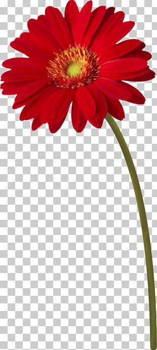 Flower Stem PNG Images, Flower Stem Clipart Free Download