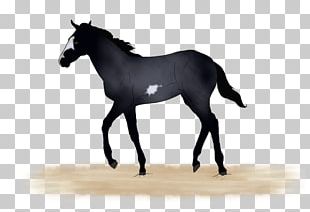 Horse Foal KÅ™Ã­Å¾enÃ­ Heterosis Halter PNG