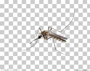 Mosquito Insect Membrane PNG