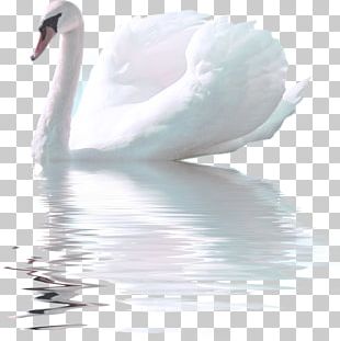 Black Swan Trumpeter Swan PNG, Clipart, Animal, Animals, Beak, Bird ...