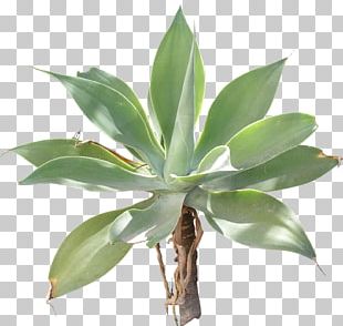 agave azul png images agave azul clipart free download agave azul png images agave azul