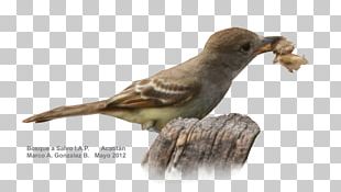 Beak Bird House Sparrow Finches PNG