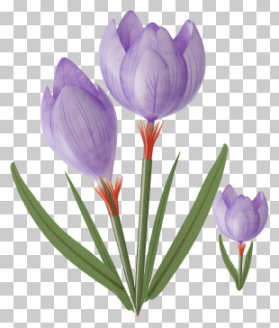 Purple Crocuses - Purple Crocus Flower Illustration PNG
