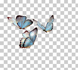 Butterfly Greta Oto Desktop PNG, Clipart, Art, Blog, Brush Footed ...