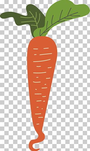 Carrot Vegetable Radish PNG