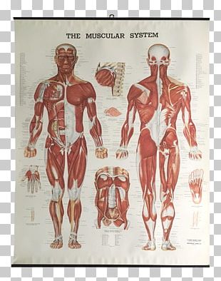 The Muscular System Anatomical Chart Human Body Muscle PNG, Clipart ...