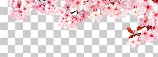 Cherry Blossom Tsukasa Of Tokyo Branch PNG, Clipart, Blossom, Branch ...